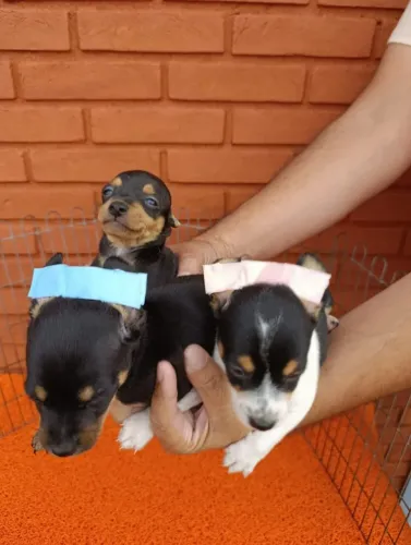 Pinscher mini criado com carinho chame no WhatsApp