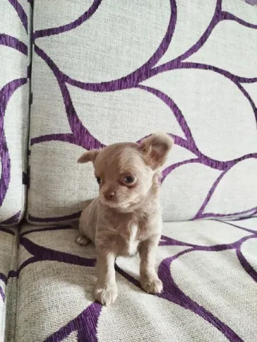 Chihuahua Uma Raça com Carisma Inigualável