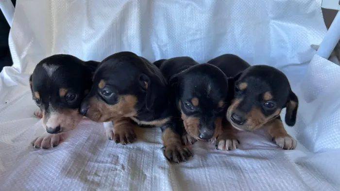 Lindos filhotes de dachshund famosos salsichinhas