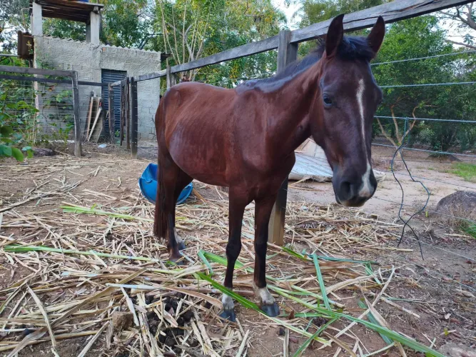 Vendo cavalo