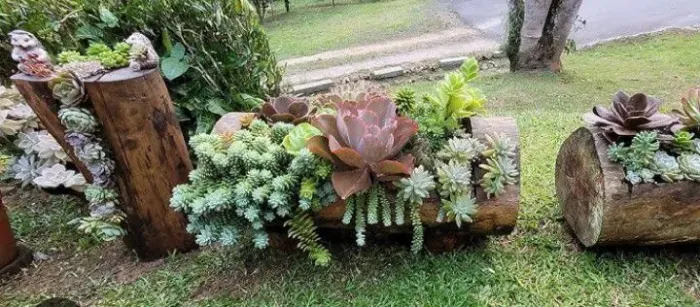 Arranjo de Suculentas em Tronco de Madeira Rústico