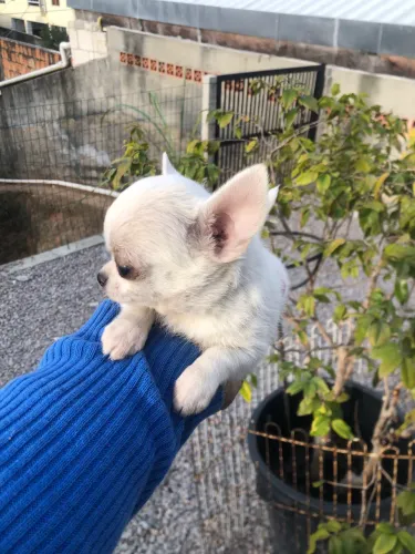 Chihuahua micro machinho branco