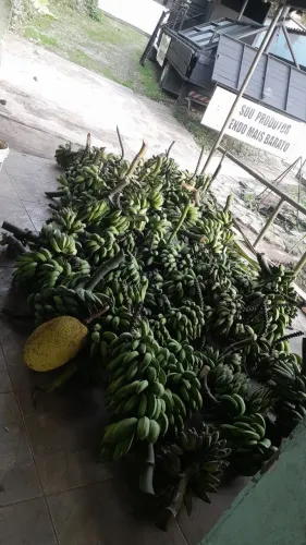 Banana Orgânica verde