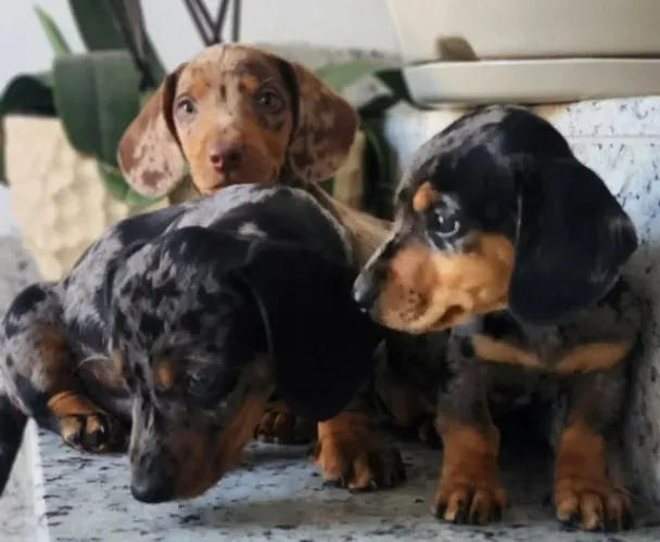 Alegres ! Filhotes de Beagles Disponíveis!! 