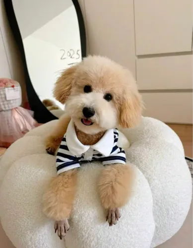 CAMISA POLO PET LISTRADA | TAMANHO P ?