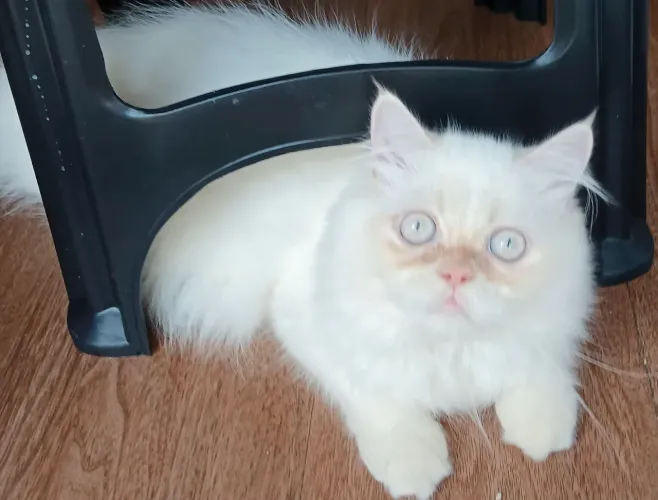 Gato Persa