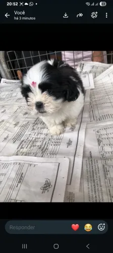 Cachorro Shih Tzu