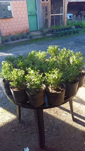 Buxinho (lote de 118 mudas)