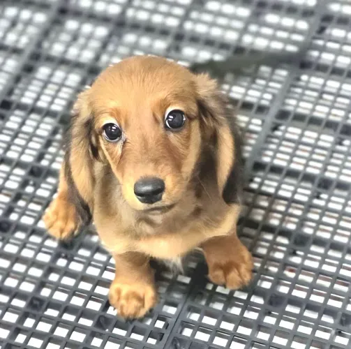 Dachshund fêmea pelo longo