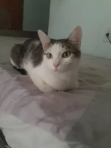 Gata 4 meses pra adoção