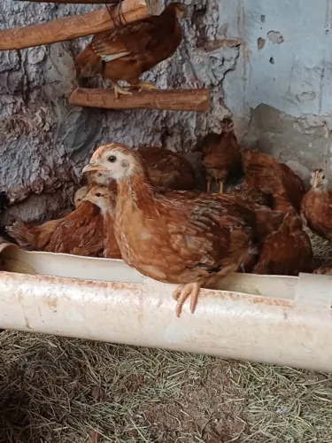 Franguinhas poedeiras rhodias.