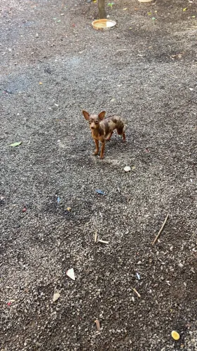Pinscher macho e fêmea