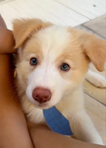 MACHO Border Collie