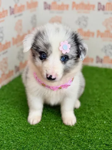 Border Collie Fêmea