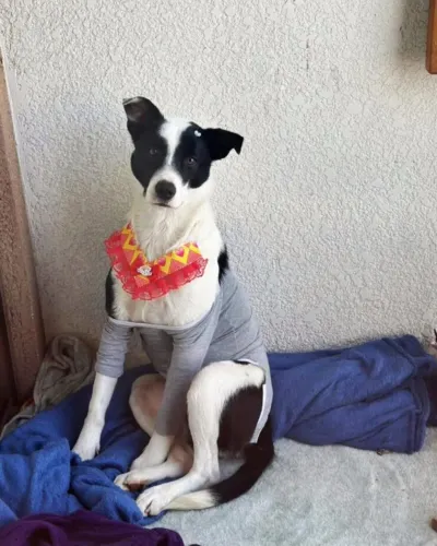 CACHORRO PARA ADOÇÃO RESPONSÁVEL (FÊMEA)