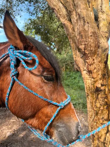 Cavalo Mangalarga Marchador Mineiro com Crioulo