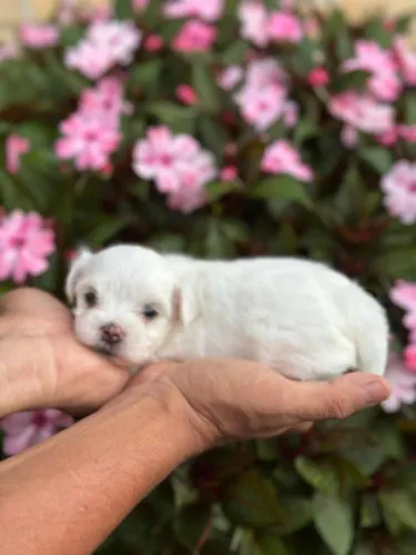 Malteses maravilhosos