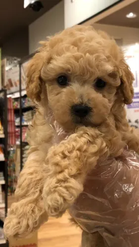 Poodle - Pequenas fofuras criadas com dedicação e amor