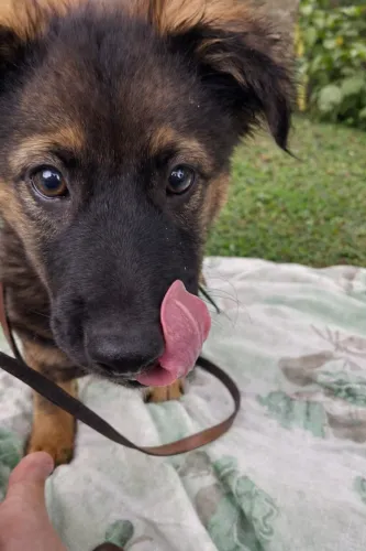 Doando uma princesa 