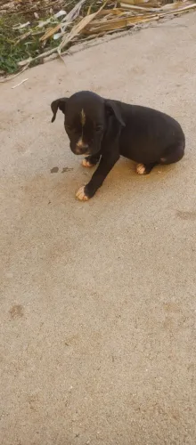 Estou doando filhote de Pitbull