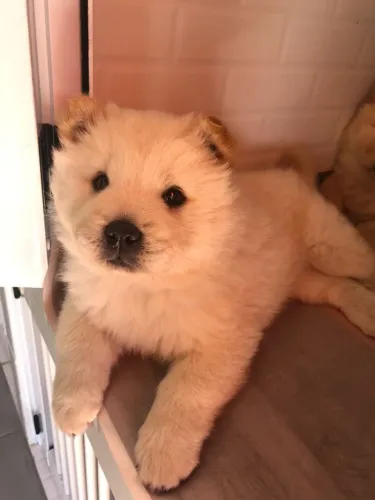 Uma companheira para todos os dias, Chow chow femêa