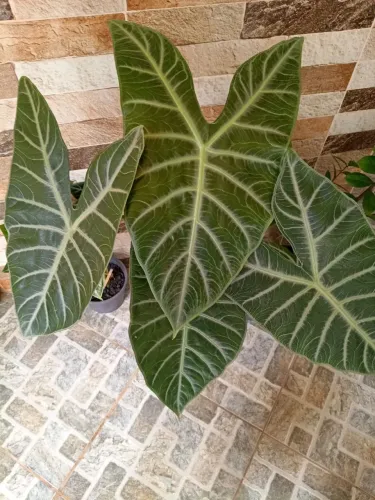 Vaso grande de alocasia