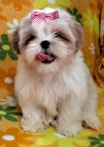 Shih tzu fêmea