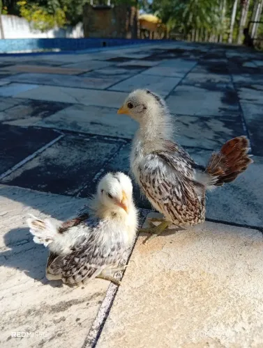 Galinha Serama