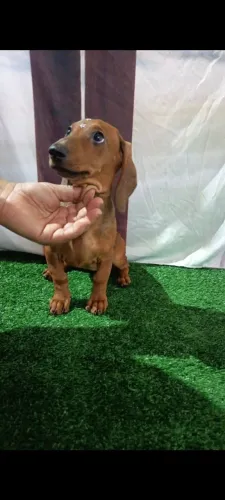 Teckel Dachshund 10x sem juros no cartão 