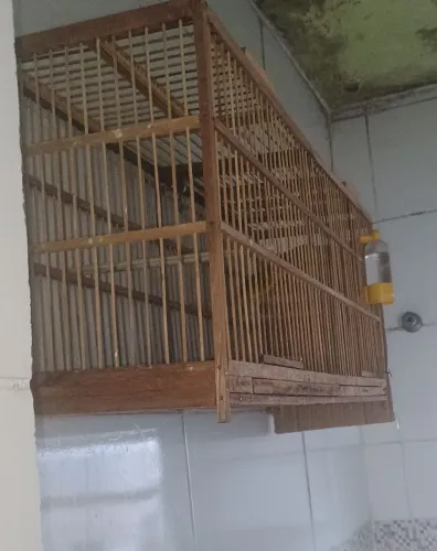 Vendo gaiola ...