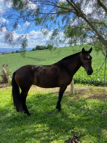 Vende-se égua de laço 