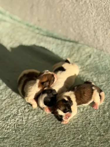 Filhotes de Shihtzu