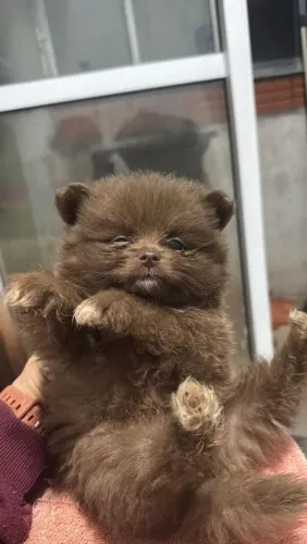 Fofinho Lulu macho chocolate