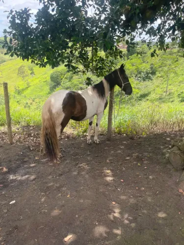 Cavalo pampa de preto