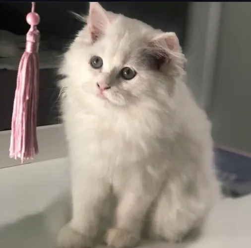Procuro uma gatinha para cruzar com meu gato Persa