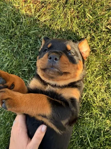 Rottweiler Um lar cheio de alegria começa com um companheiro