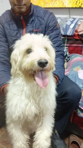 Doação de Poodle macho