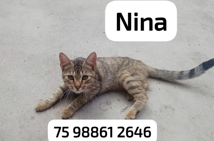 Gato para adoção