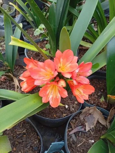Vaso de Clivia Miniato