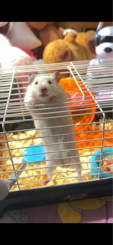 hamster