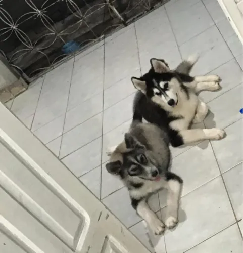 Casal de husky siberiano (OPORTUNIDADE).