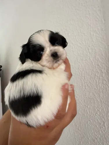 Maravilhosa filhote SHIHTZU fêmea!! 