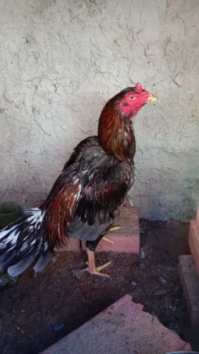 Galo Mura alta linhagem