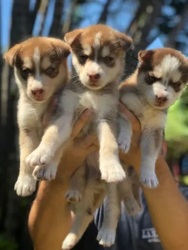 Husky Siberiano,Husky Siberiano Filhote Pronto Para Novo Lar