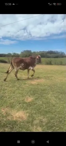 Vendo um novilha e uma vaca