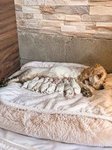 Coker spaniel 