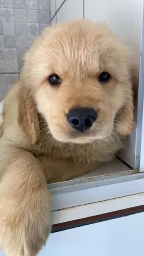 Filhote de golden retriever o parceiro que faz qualquer casa ficar mais feliz