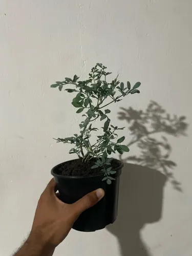 Muda de arruda