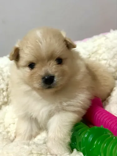 Spitz Alemão/Lulu da Pomerânia
