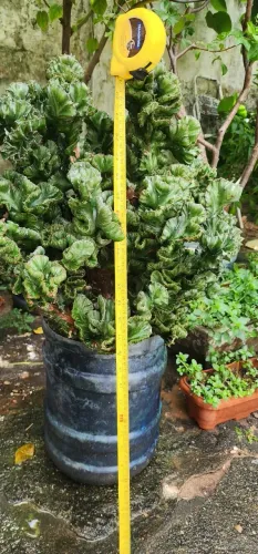  EUPHORBIA LACTEA CRISTATA